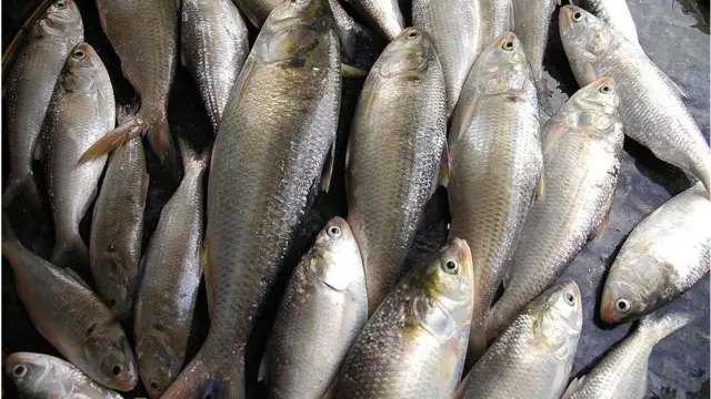 ইলিশ