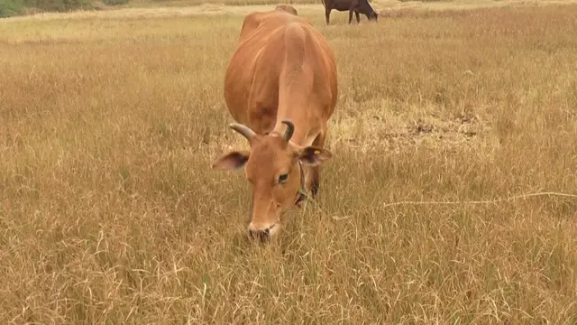 கால்நடைகள் மேய்ச்சல்