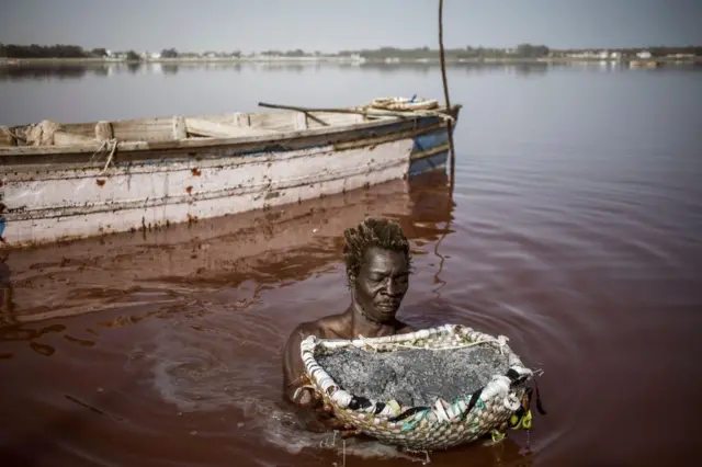 A man holds basket of salt whilst standing in a large pink lake
