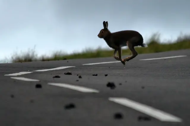 أرنب بري يقفز في الطريق