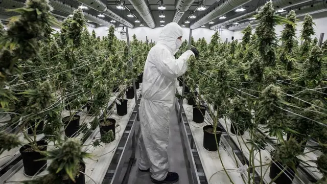 Hombre regando plantas