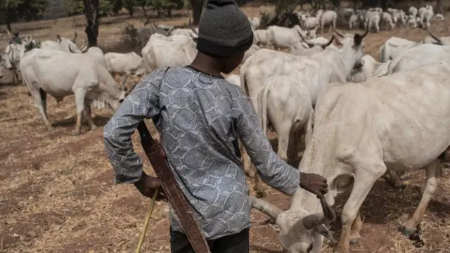 Fulani boy stand with im cow dem