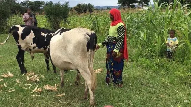 shambani