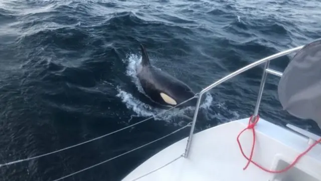 Косатка у лодки.