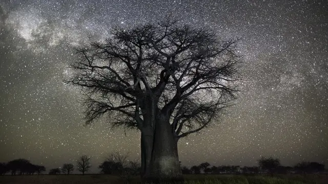 Árvore fotografada por Beth Moon