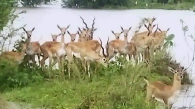 వరదల్లో చిక్కుకున్న కృష్ణ జింకలు