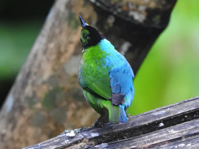 Poluženska, polumuška ptica