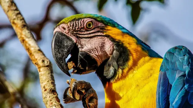 Loro en Amazonas.