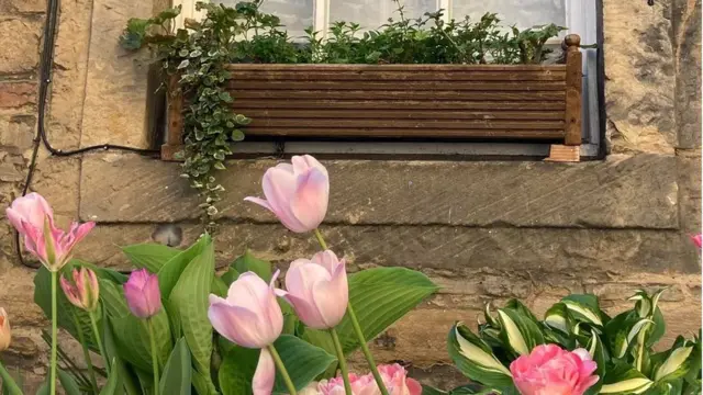 Tuy líp nở dưới những bậu cửa sổ ở Dean Village
