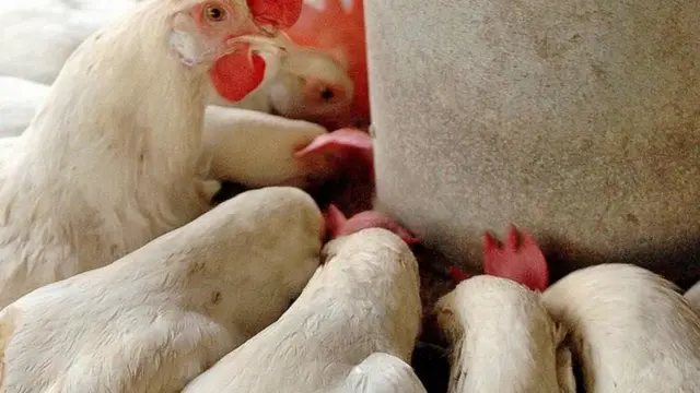 ব্রয়লার মুরগী বাংলাদেশে বেশ জনপ্রিয়