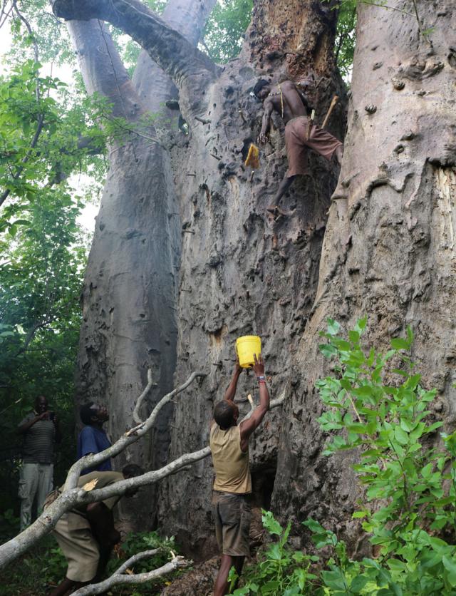 Homens hadza coletando mel