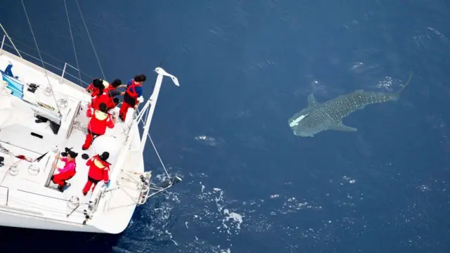 tARINI TEAM AND WHALE SHARK