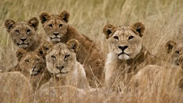 aslanlar ve yavruları