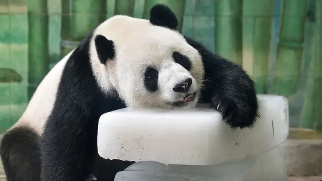 El calor en el zoológico