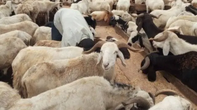 Awọn agbo fun tita tori ọdun Ileya