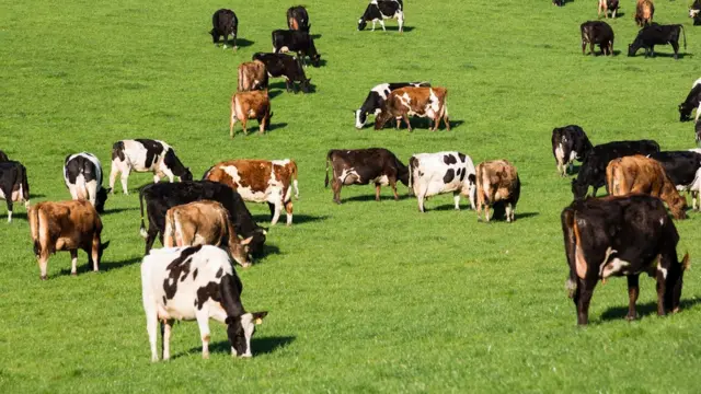 Пасущиеся коровы