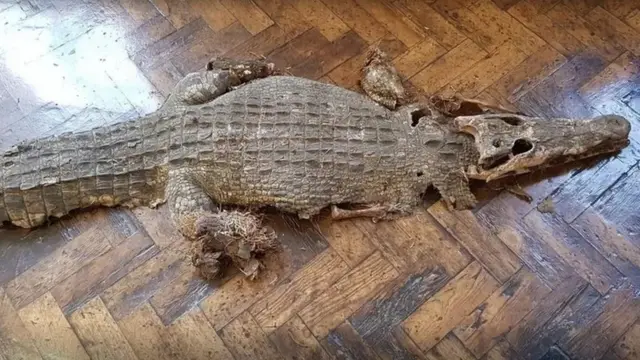 рештки крокодила