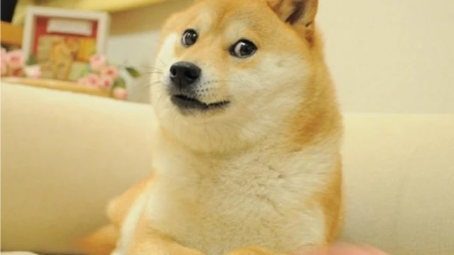 डोजी नामक कुत्ता