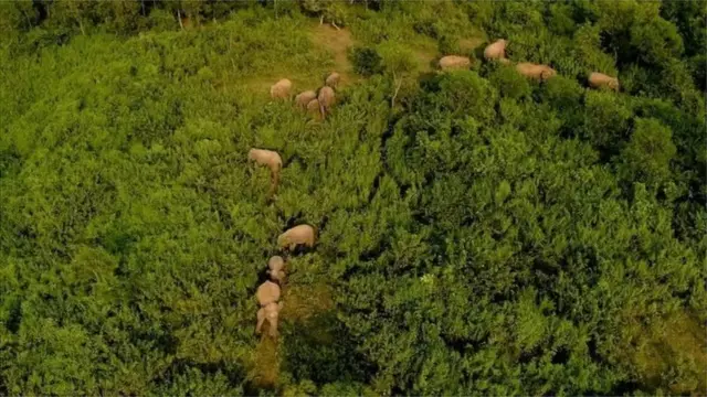 শেরপুরের বনাঞ্চলে অনেক হাতি ভারতের মেঘালয় থেকে খাবারের সন্ধানে বাংলাদেশের দিকে চলে আসে।