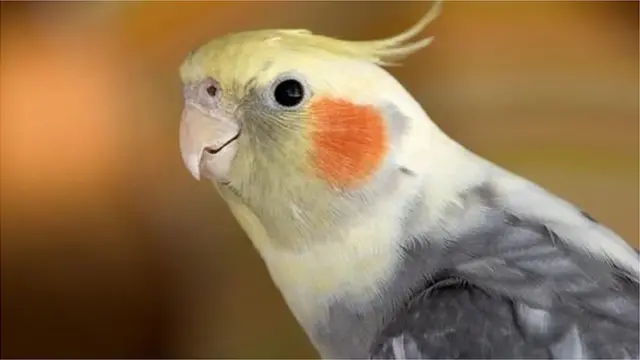 Les cockatiels et autres psittaciformes peuvent transmettre une maladie connue sous le nom de psittacose.