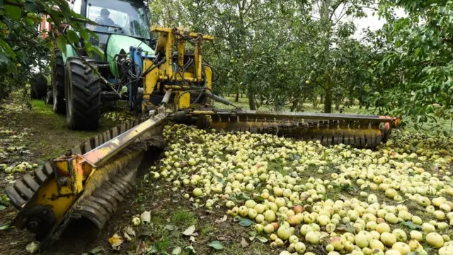 manzanas