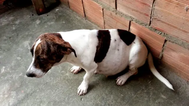 Cadela Estrela estava prenha