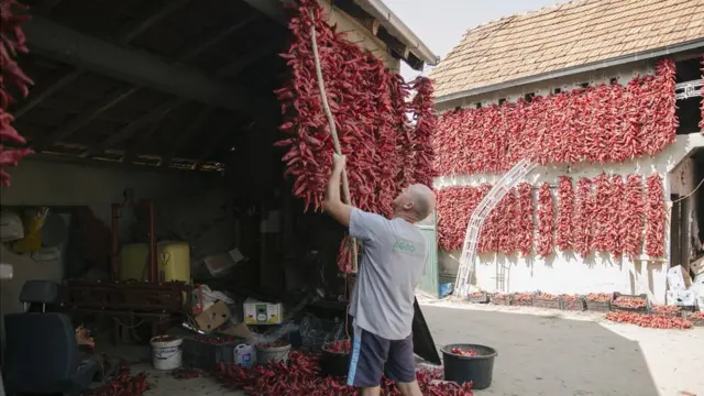 Donja Lokošnica i kraj oko Leskovca je poznat po paprikama