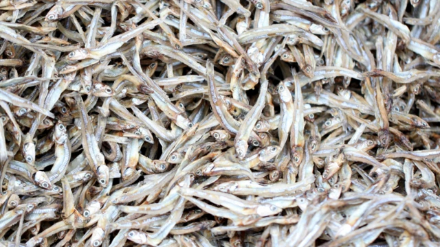 ปลากะตักหรือปลาไส้ตันตากแห้งตัวเล็กจิ๋ว ซึ่งเราใช้ประกอบอาหารกันในทุกวันนี้