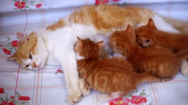 adurree yookaan qaxurree ilmoolee hoosfitu