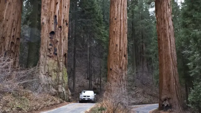 Secuoyas vistos desde la tierra