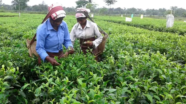 चाय का बाग़ान