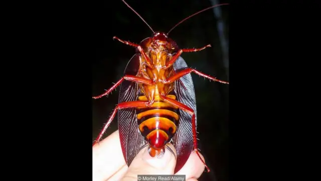 Megaloblatta blaberoides