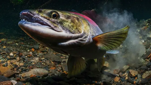 تطورت لدى إناث عدد من الحيوانات طرقٌ تسمح لها بالتحكم بشكل ما في هوية الذكور التي ستخصبها