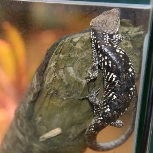 উদ্ধার করা টিকটিকি