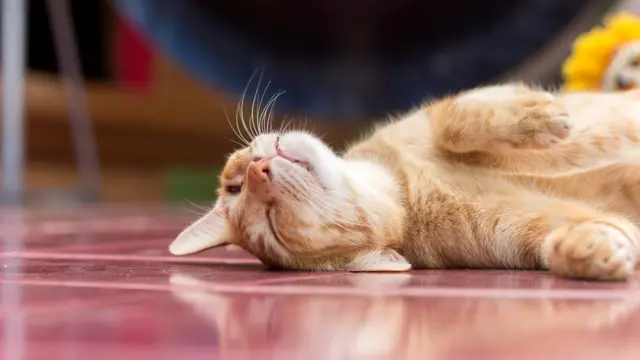 К сожалению, кошки не осознают, какой опасности подвергаются