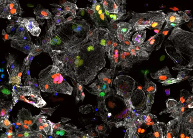 Объединенные цвета миоцитов