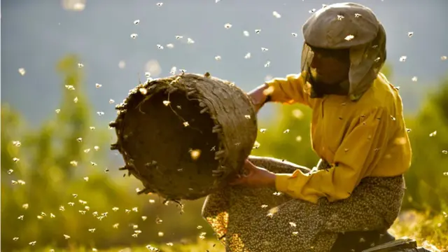 Cena do filme Honeyland