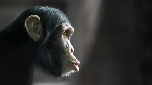 Приматы были бы опасными конкурентами, ведь они сильнее нас и тоже имеют отстоящий большой палец.