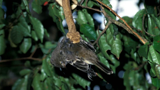 Bothrops insularis (jararaca-ilhoa, da Ilha da Queimada Grande, Itanhaém, São Paulo)