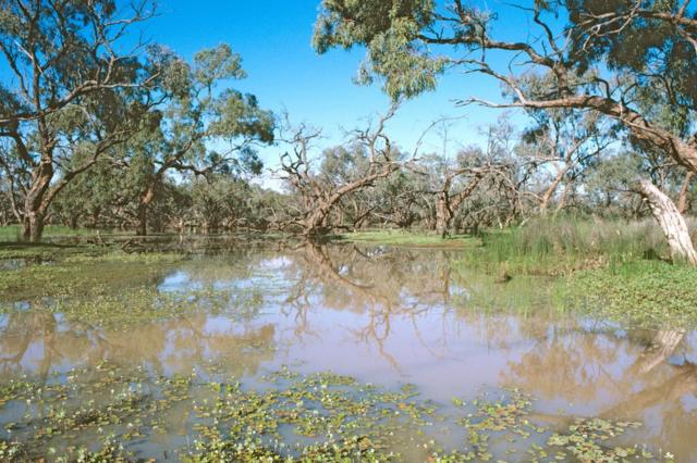 A box swamp in the far northwest of New South Wales with nardoo (Marsilea drummondii) floating in the foreground