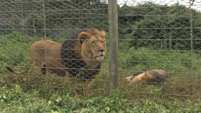 አንድሪያና ጃኖን የሚያሳይ ምስል