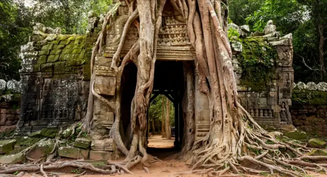 Temple ruins covered in a tree in Angkor