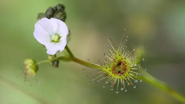 النباتات آكلة الحشرات