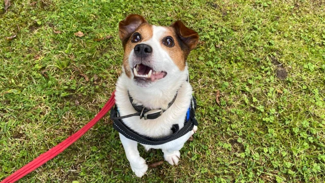 Charlie, um Fox Terrier, olha para a câmera