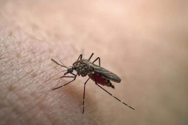 Chikungunya