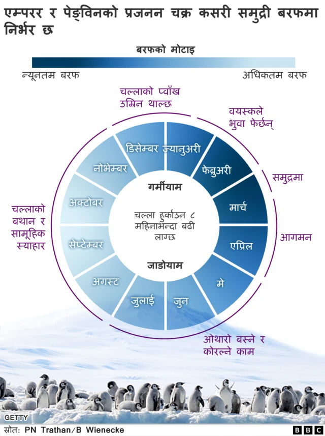 एम्परर पेङ्ग्विन