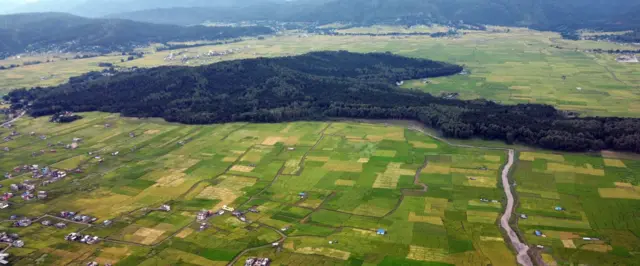 धान उत्पादन