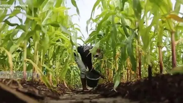 Pekerja memberikan pupuk ke tanaman jagung di lahan food estate.