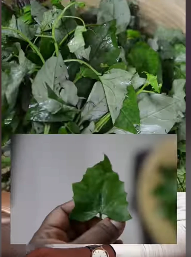 Ẹfọ Wọrọwọ