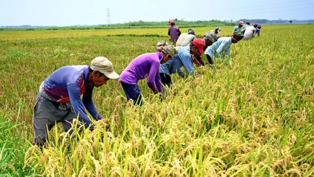 বাংলাদেশে ধান উৎপাদন